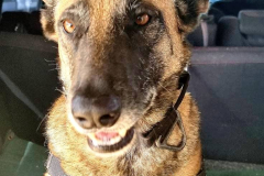K9-1