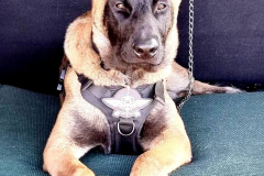 K9-2